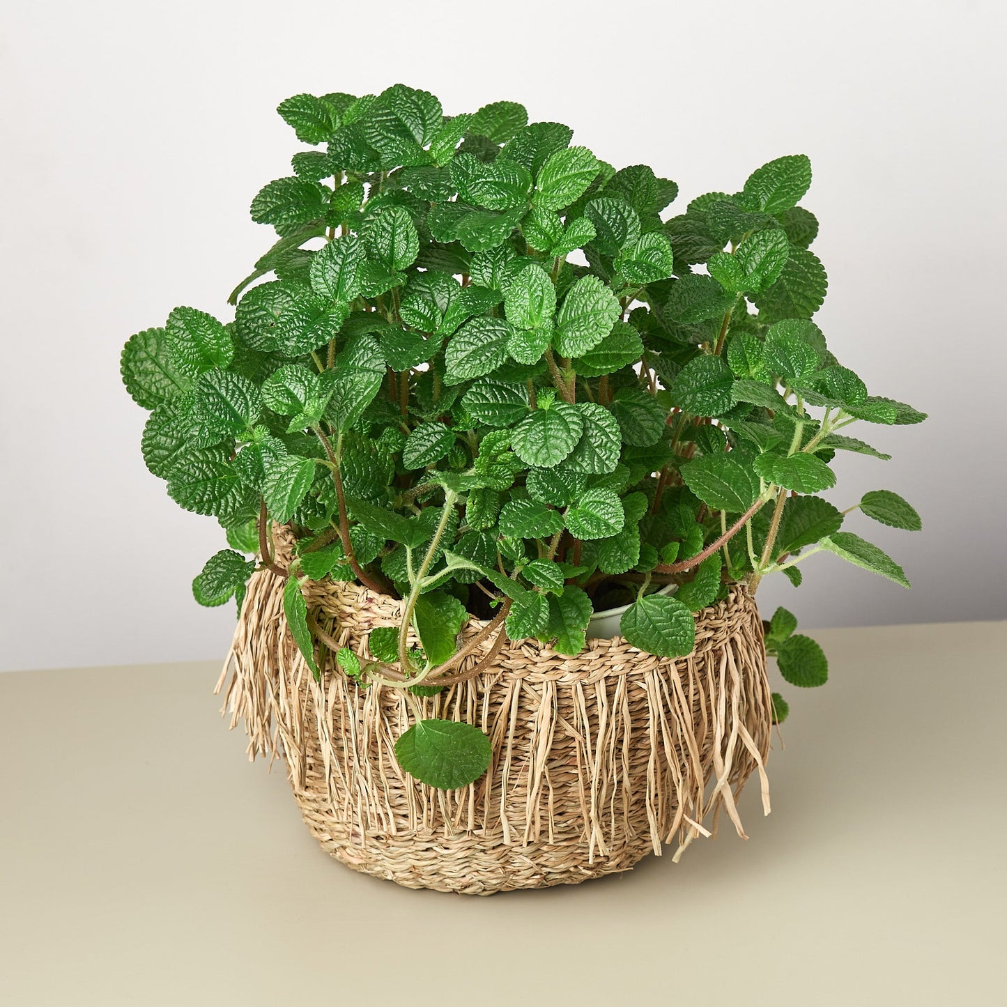 Ebba Basket