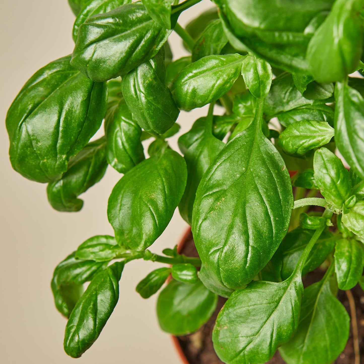 Basil Herb 'Italian Sweet'