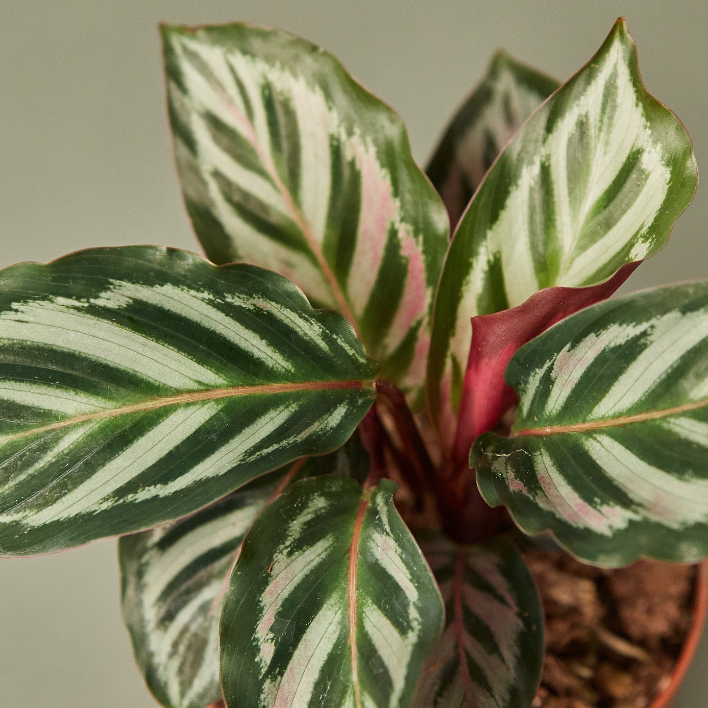 Calathea 'Peacock'