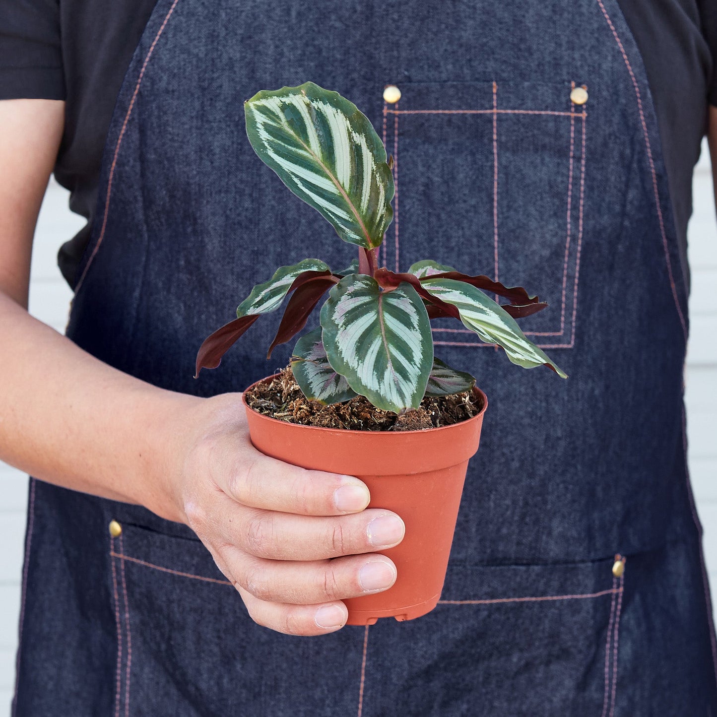 Calathea 'Peacock'