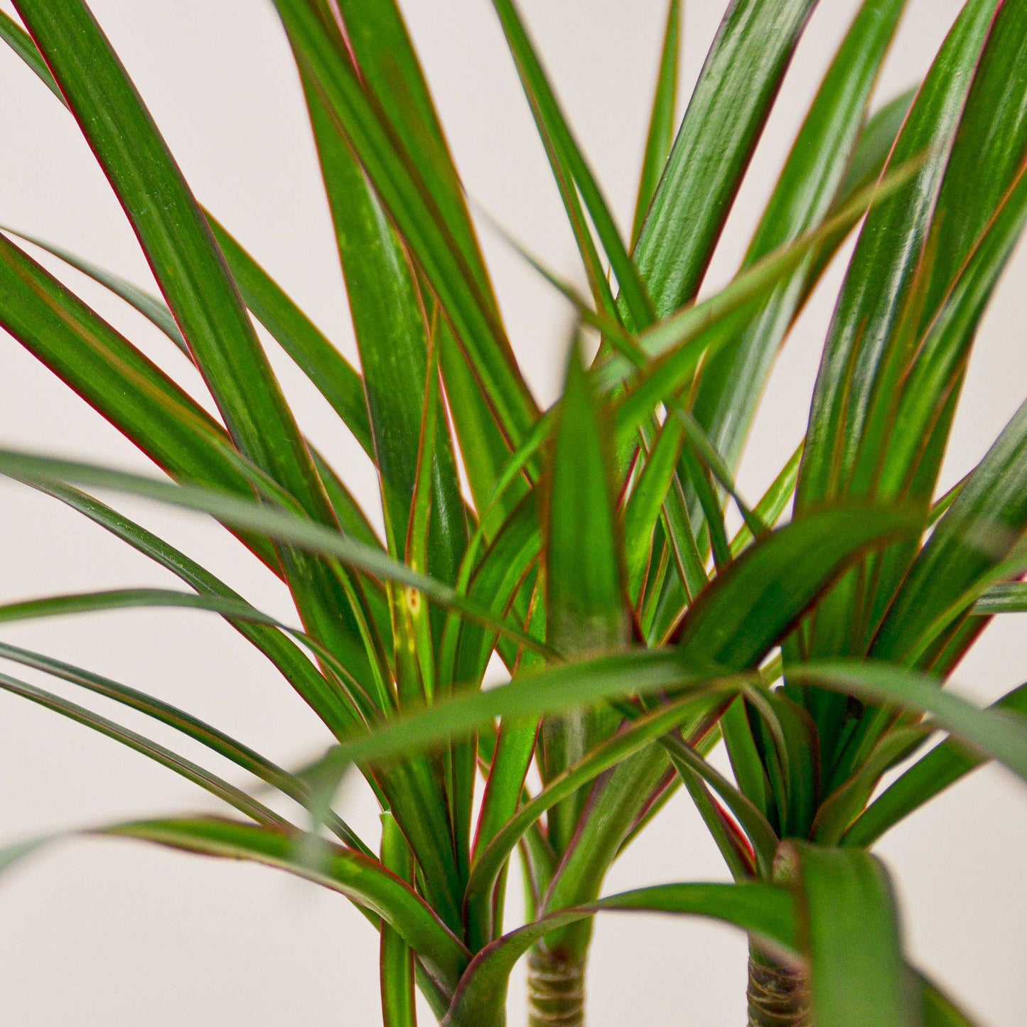 Dracaena 'Marginata Cane' - 10" Pot