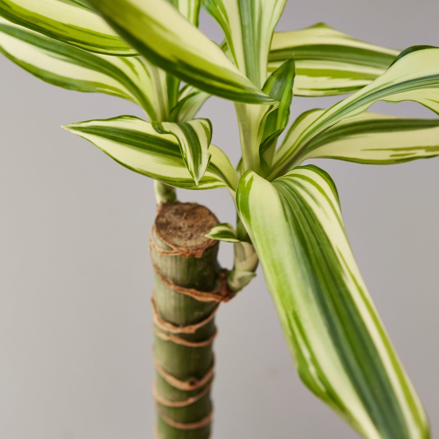 Dracaena 'Sted Sol Cane'