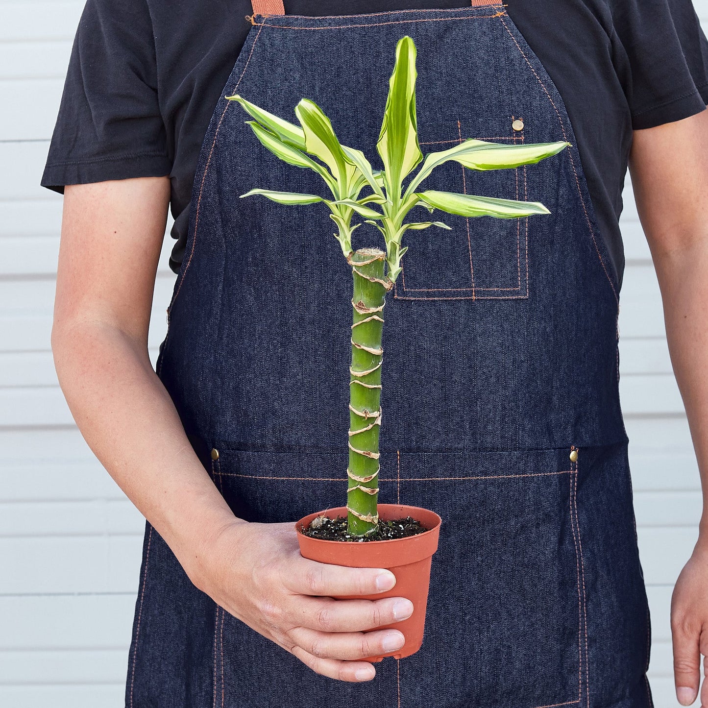 Dracaena 'Sted Sol Cane'