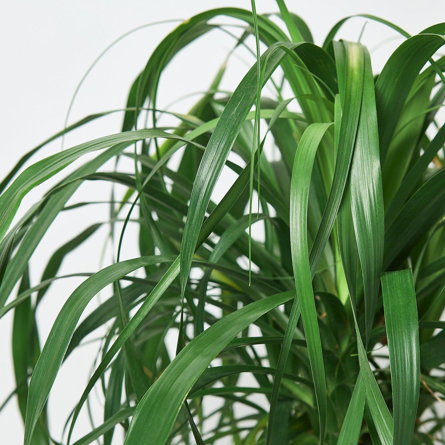 Palm 'Ponytail' - In 10" Pot
