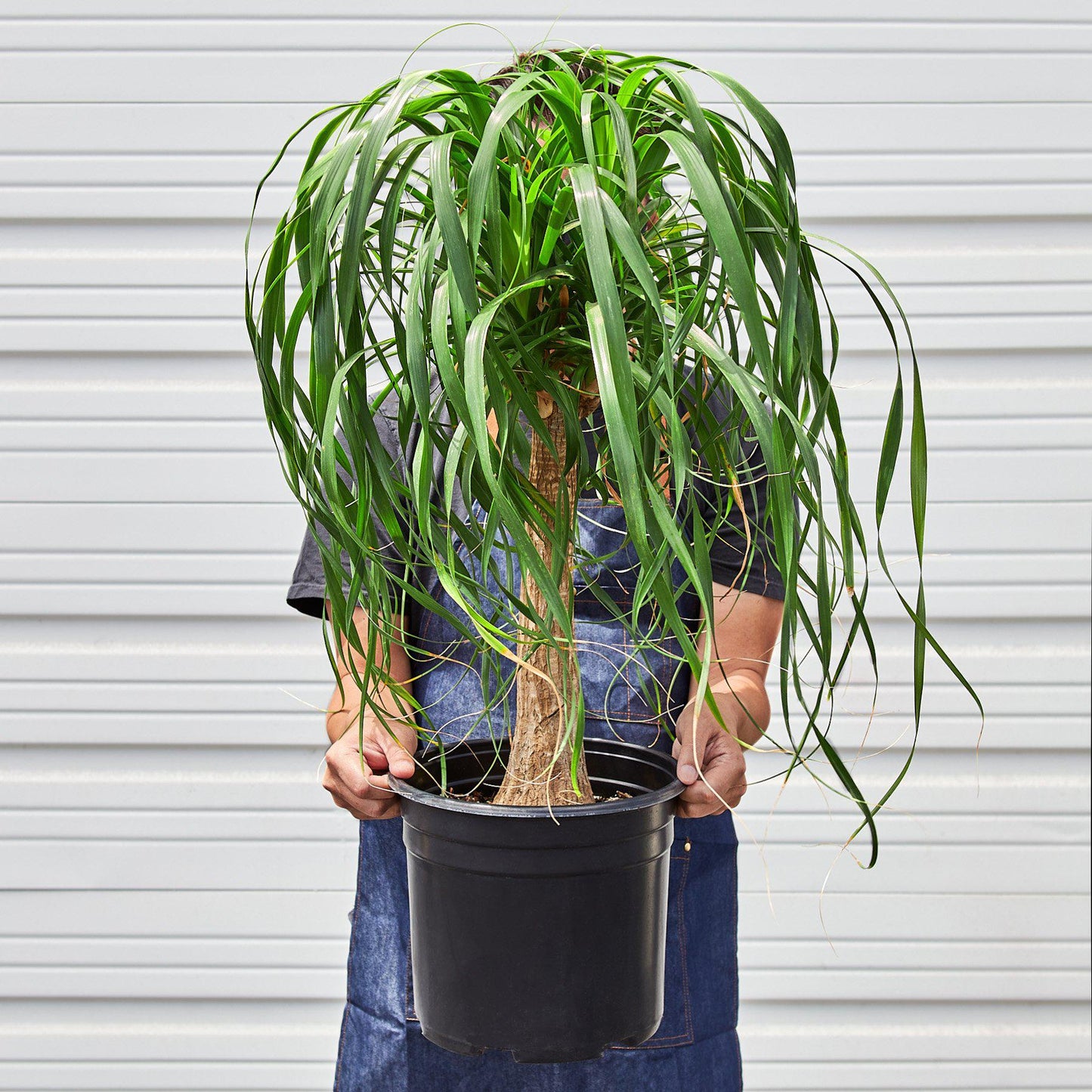 Palm 'Ponytail' - In 10" Pot