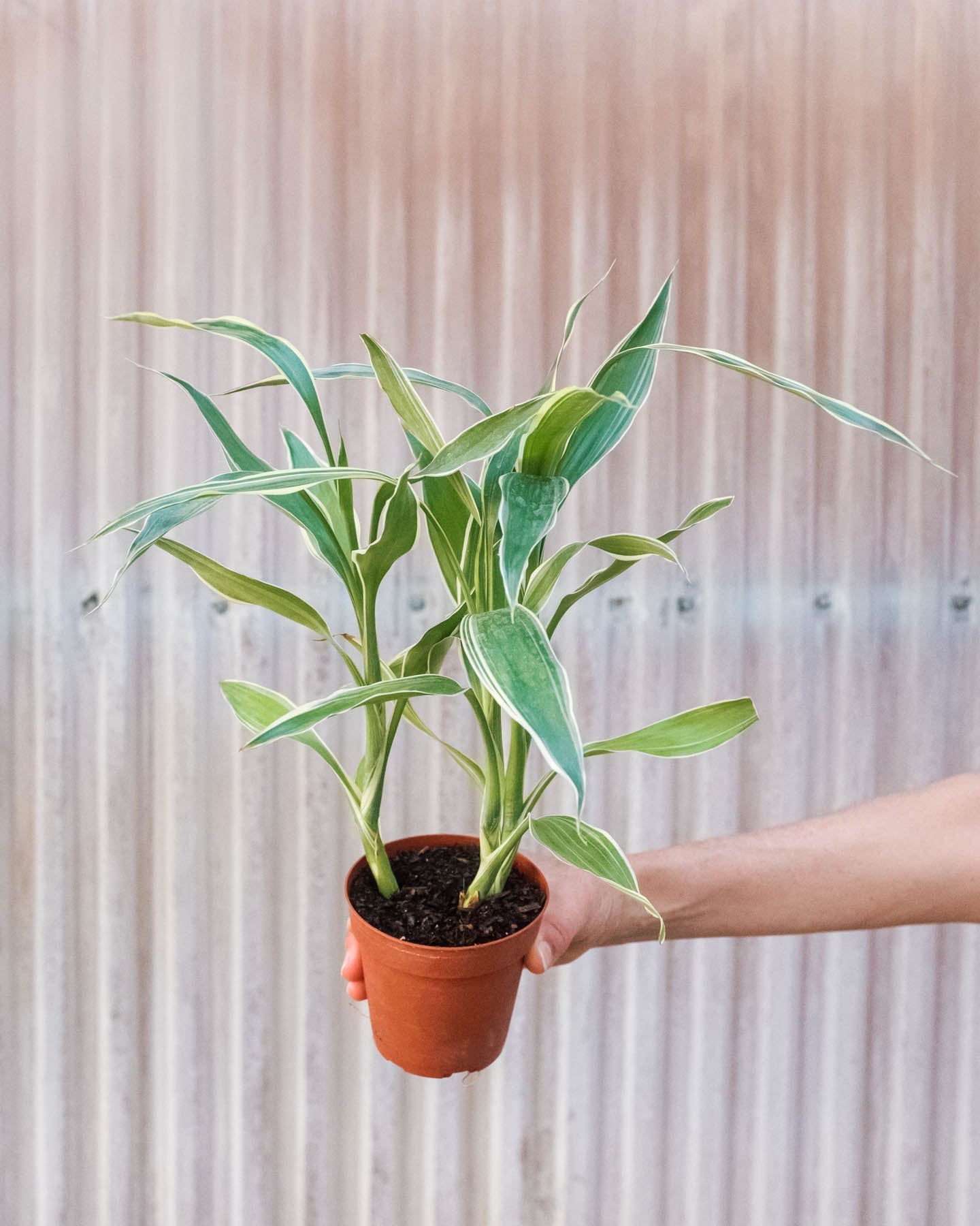 Dracaena 'Sanderiana'