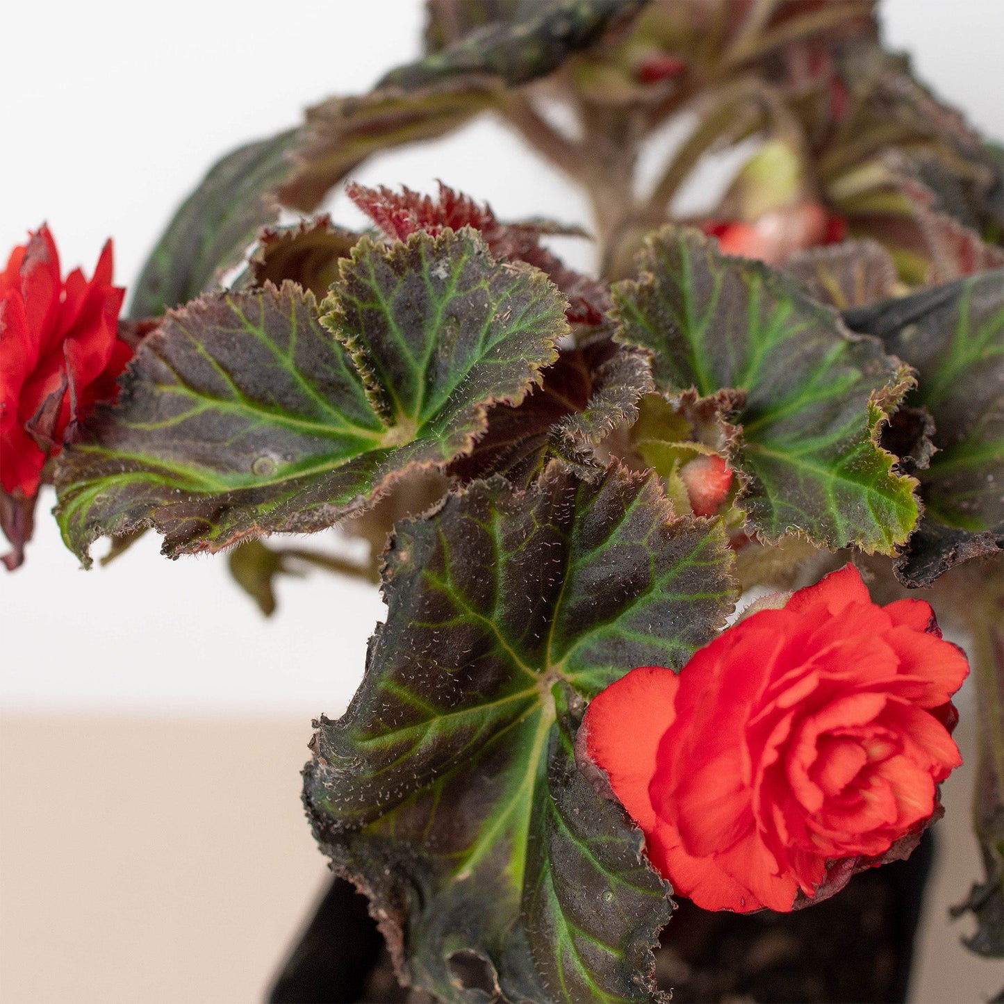 Begonia Mocca Deep Orange
