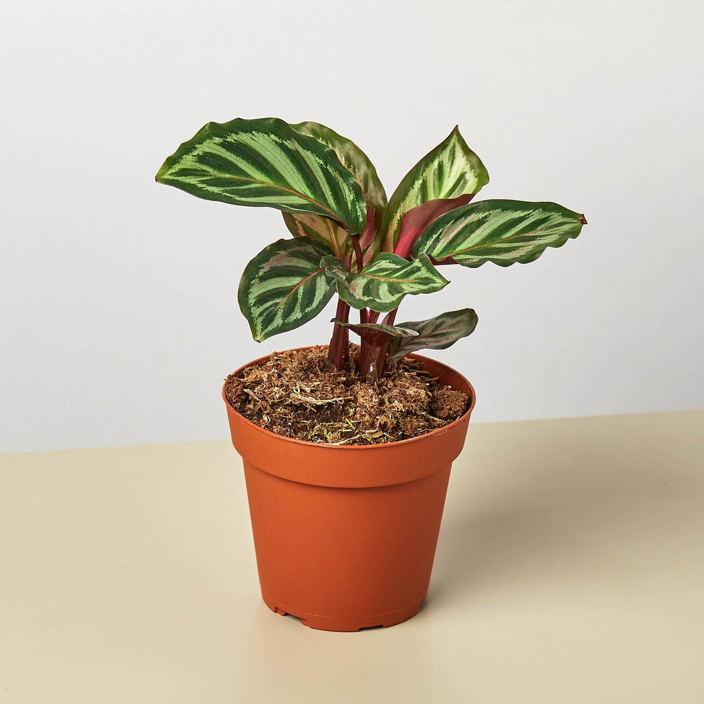 Calathea 'Peacock'