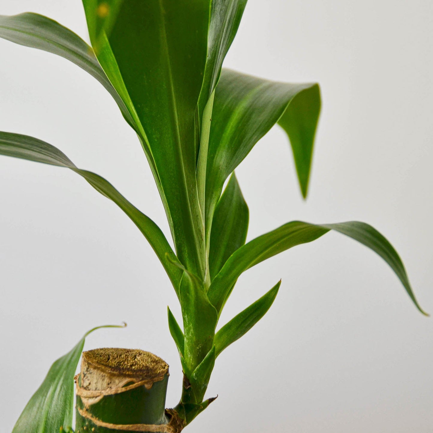 Dracaena 'Elegance'