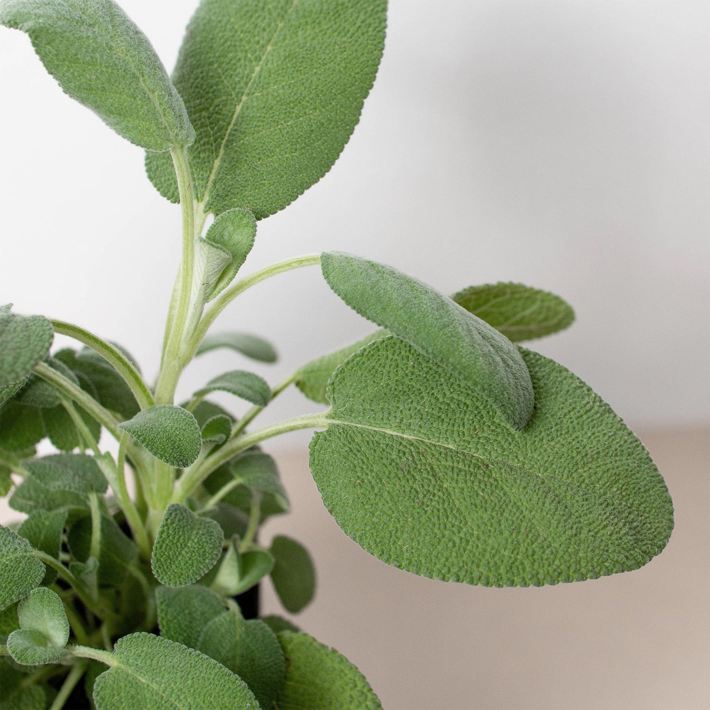Sage Herb 'Berggarten'