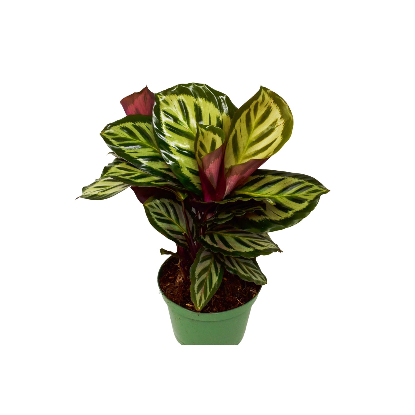 Calathea 'Peacock'