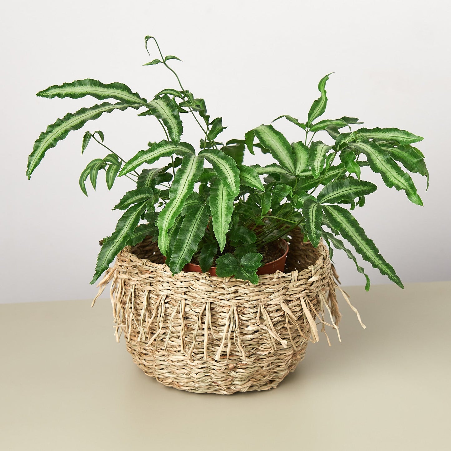 Ebba Basket