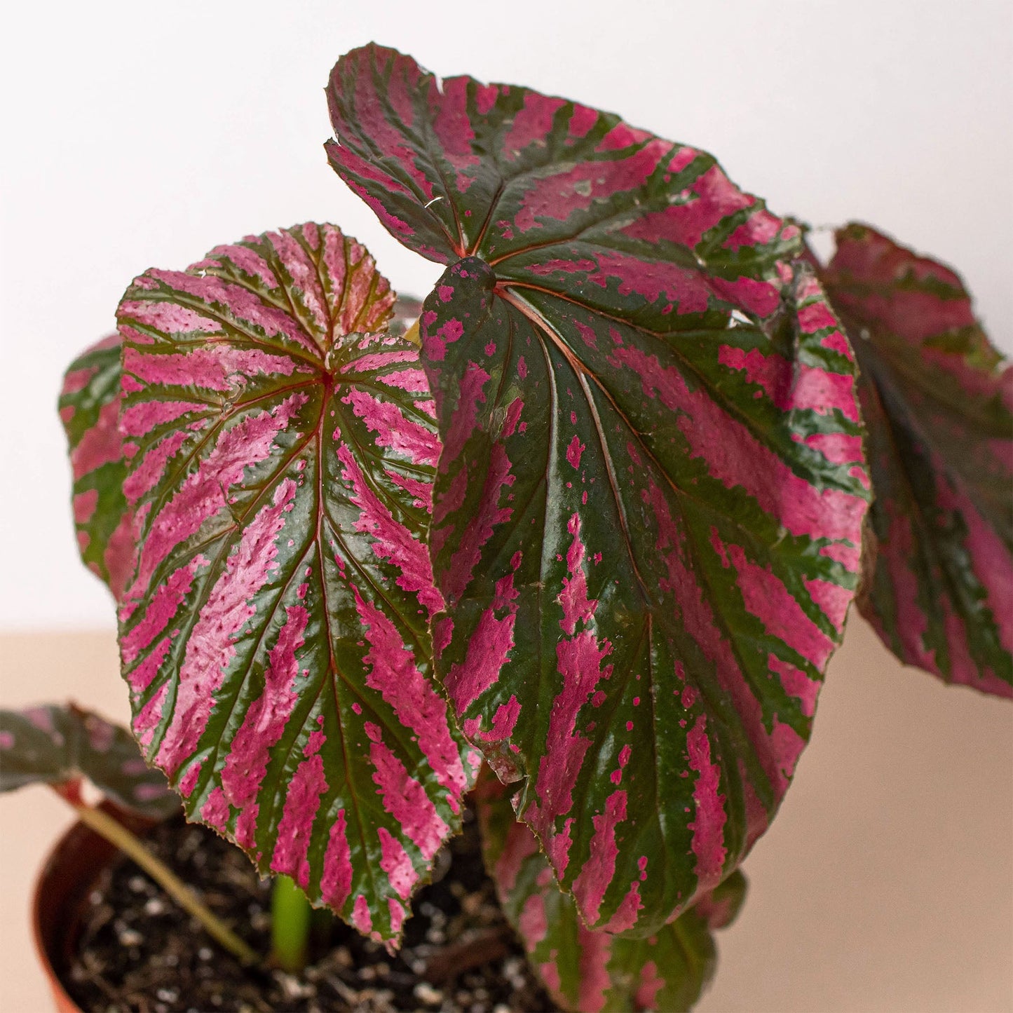Begonia 'Exotica'