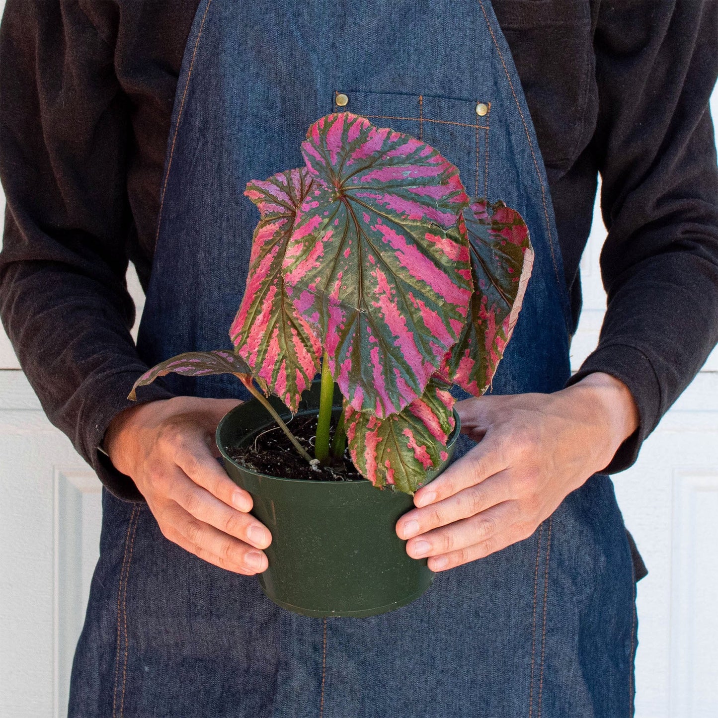 Begonia 'Exotica'