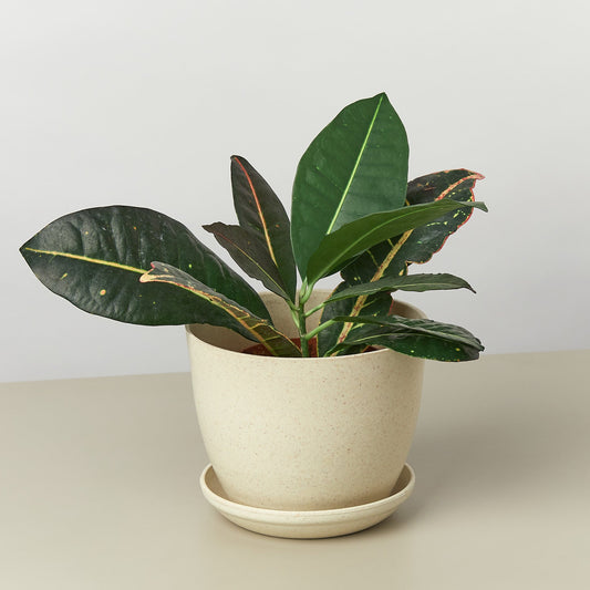Eco-Friendly 'Plant Fiber' Pot - 6 Inch