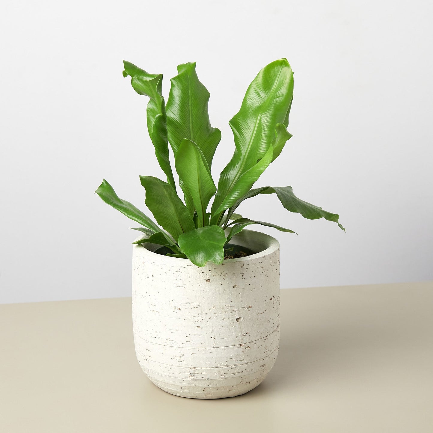 Hera Planter - 5.25 Inch