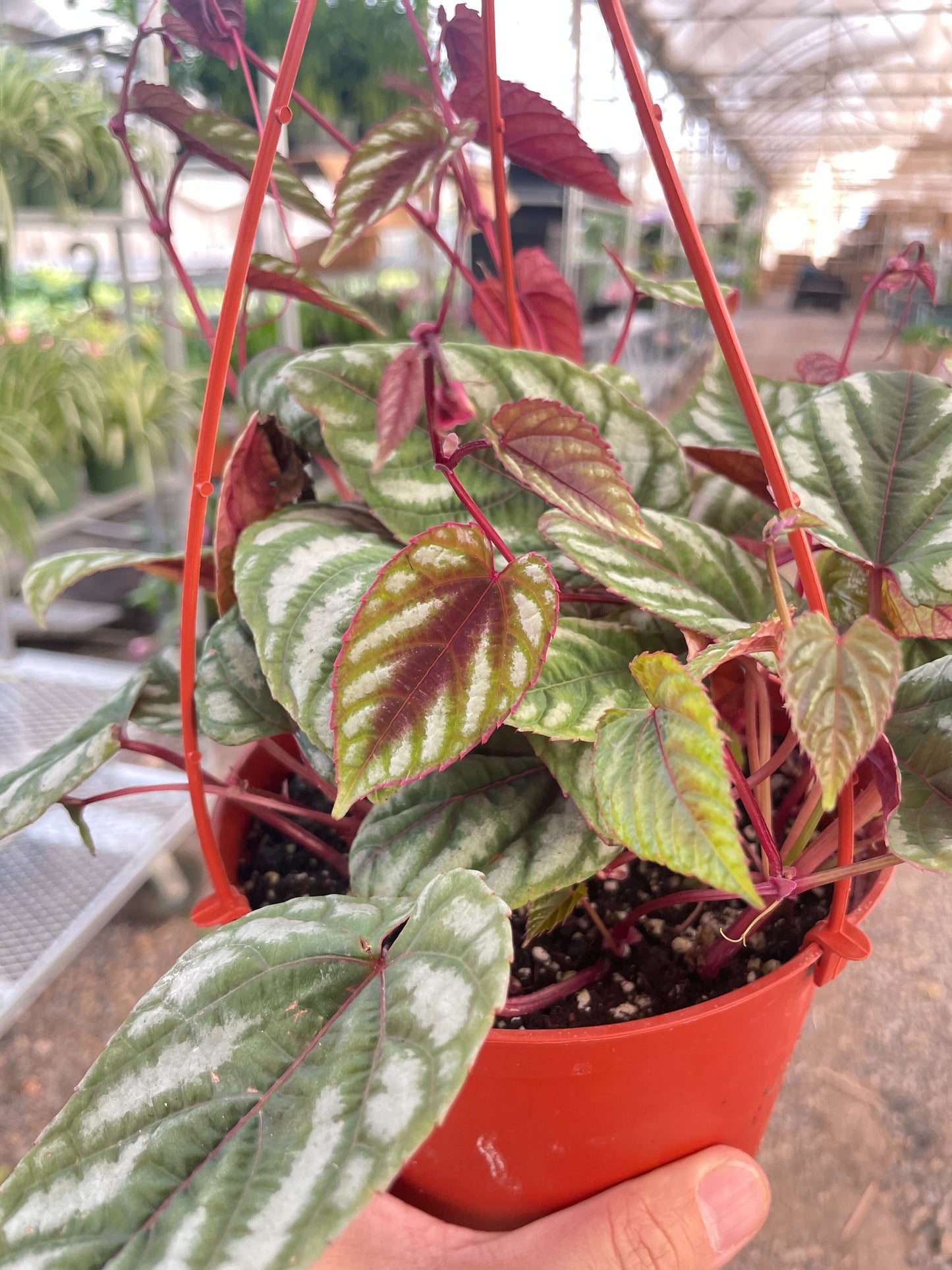 Begonia Rex Vine - 6" Pot