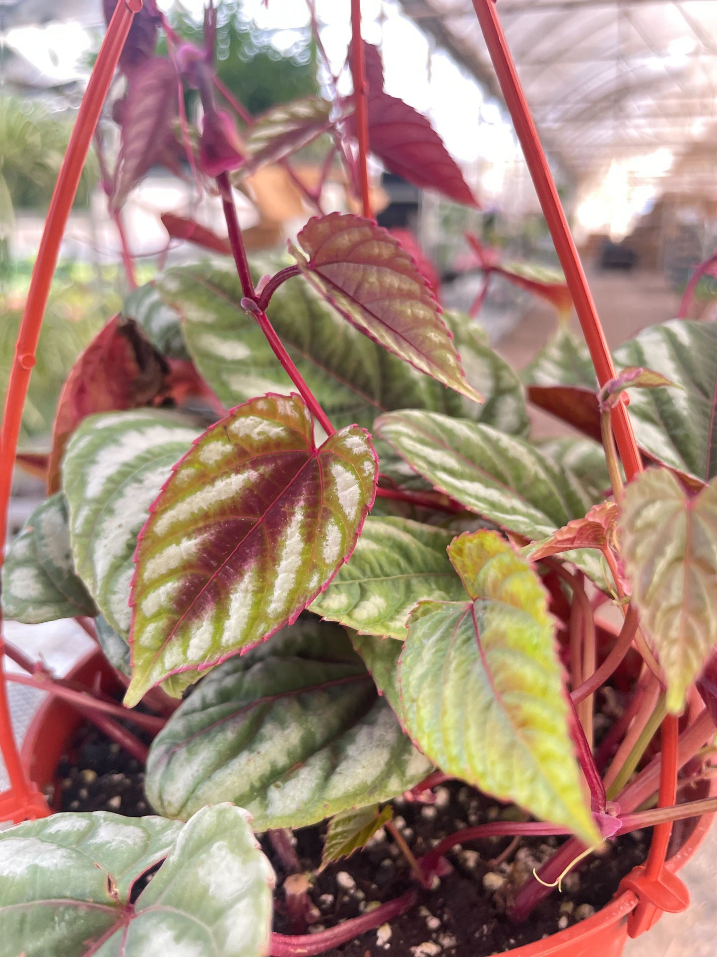 Begonia Rex Vine - 6" Pot