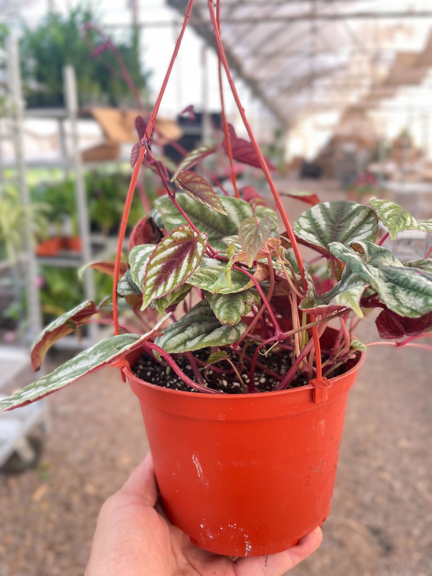 Begonia Rex Vine - 6" Pot