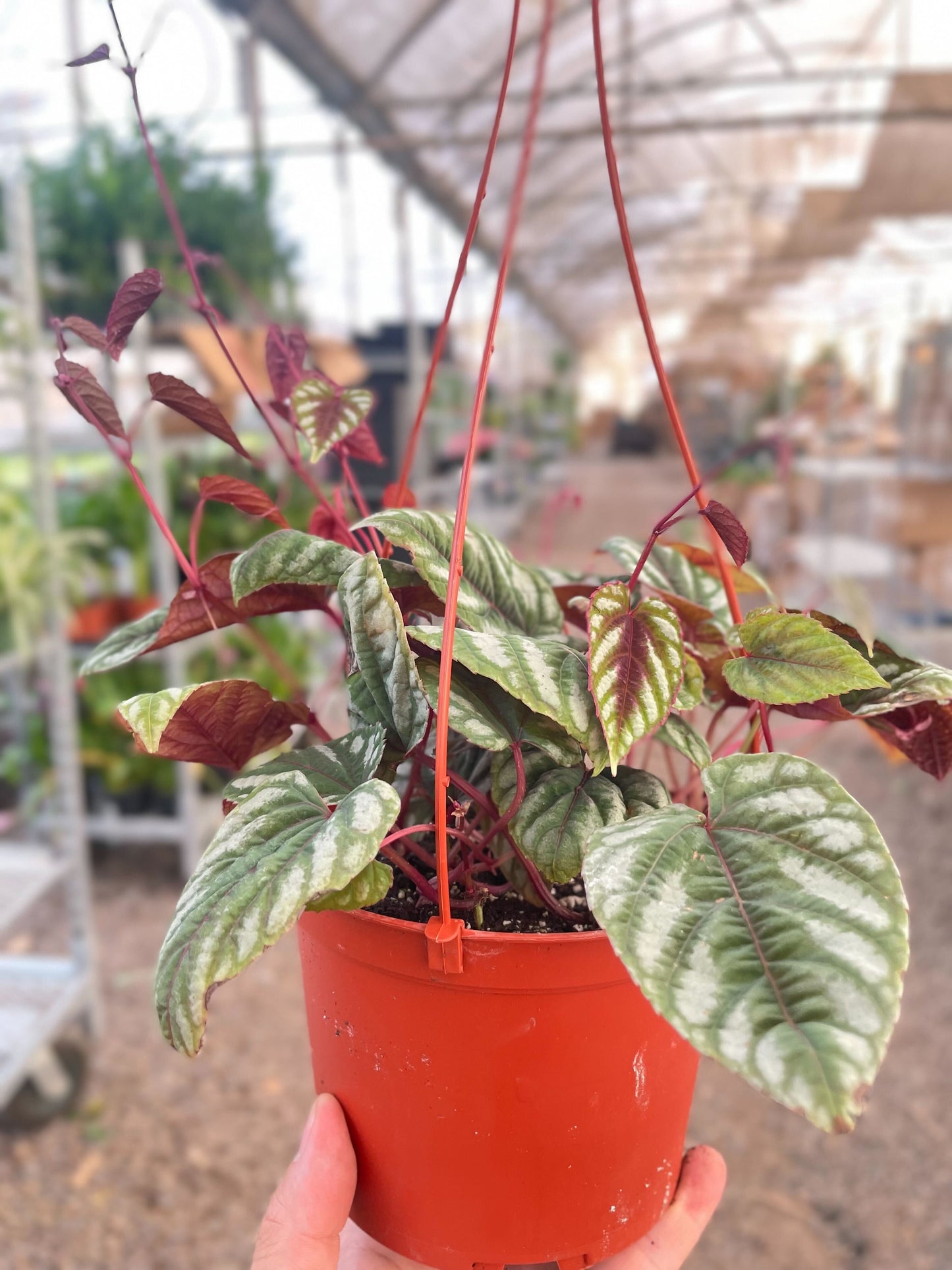 Begonia Rex Vine - 6" Pot
