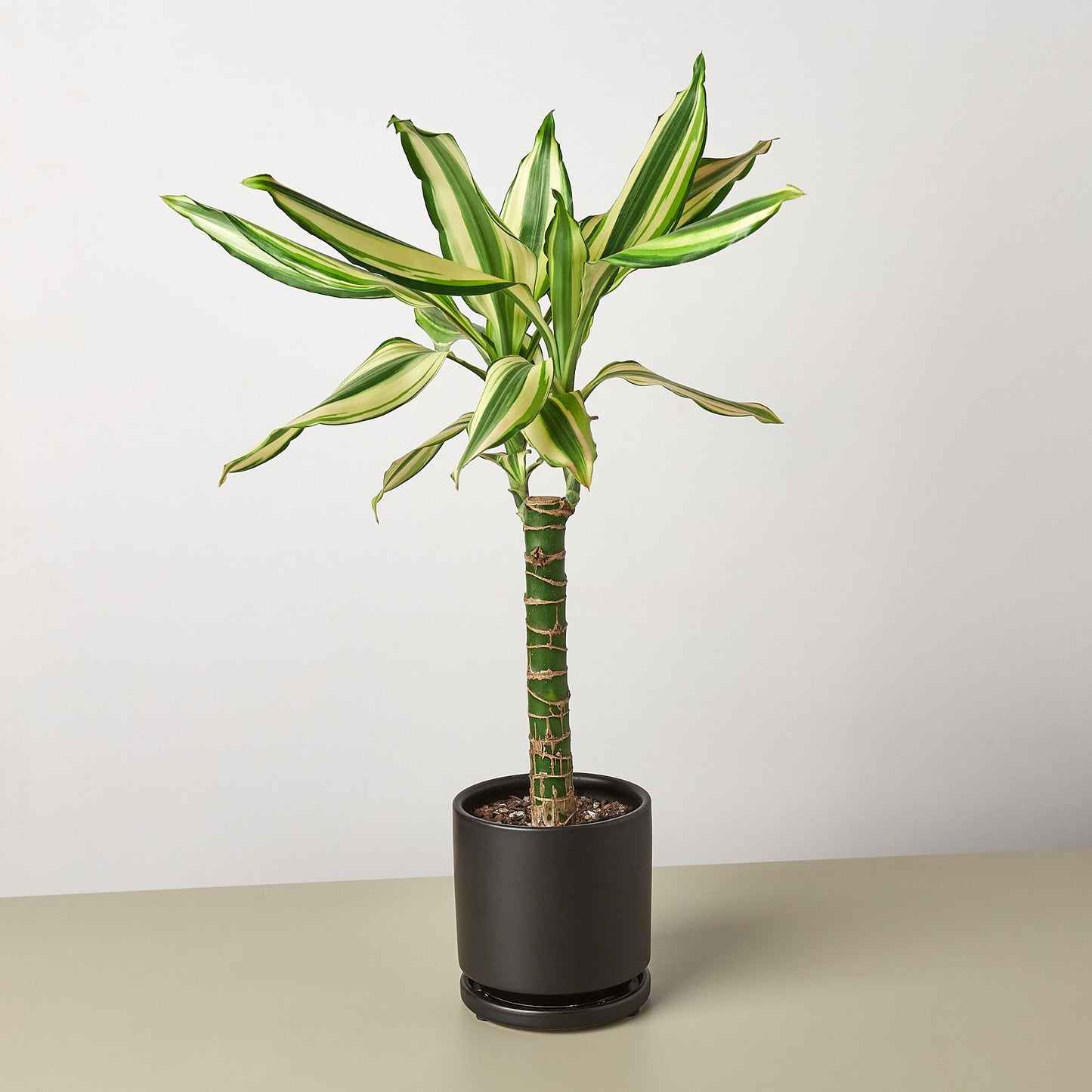 Dracaena 'Sted Sol Cane'