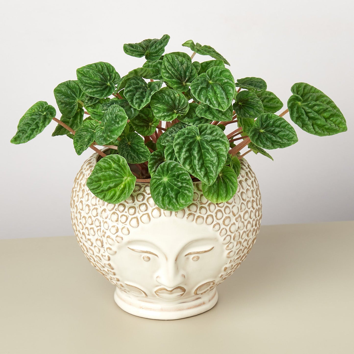 Queen Ophelia Planter - 6 Inch
