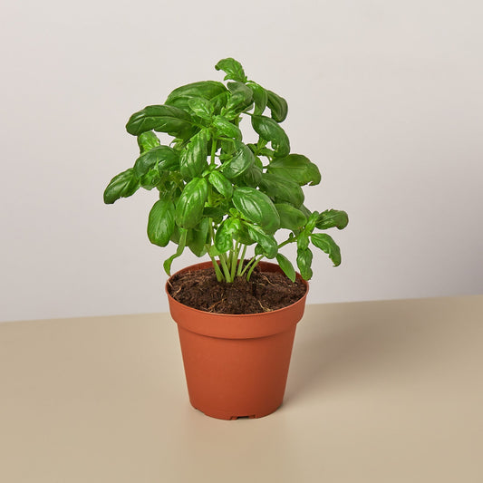 Basil Herb 'Italian Sweet'