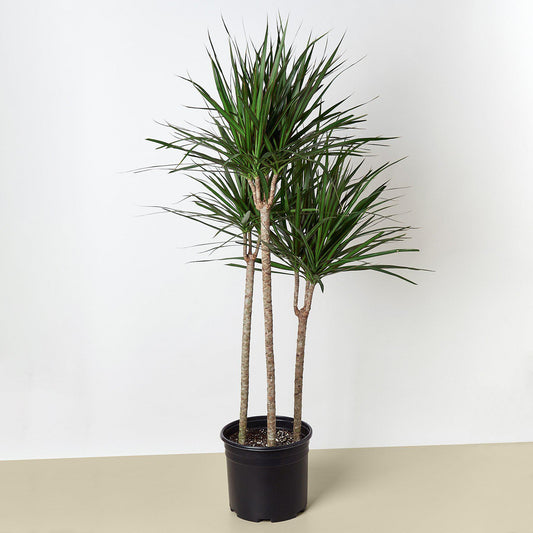 Dracaena 'Marginata Cane' - 10" Pot