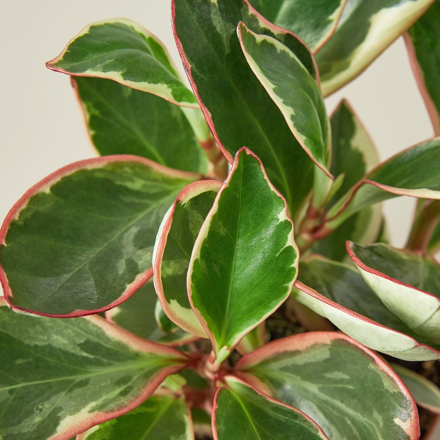 Peperomia 'Ginny'