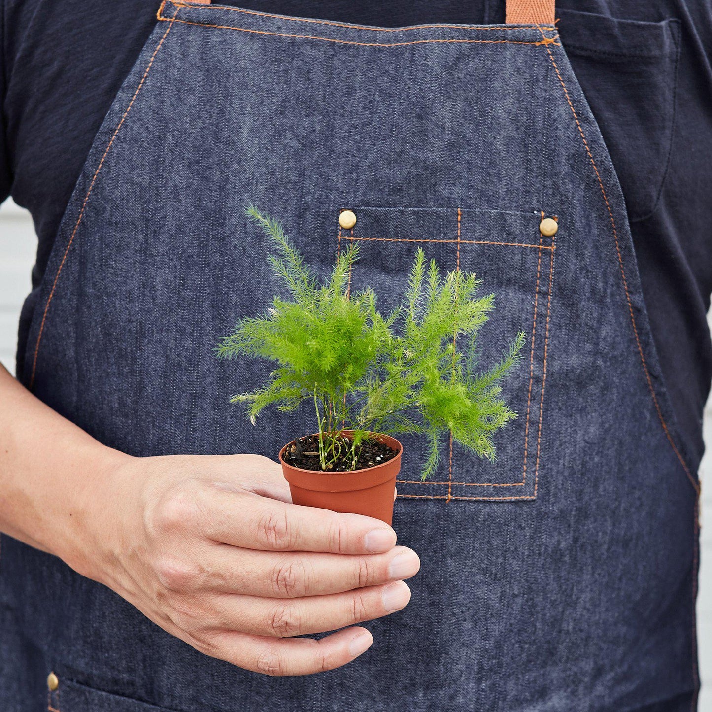 Fern 'Asparagus'