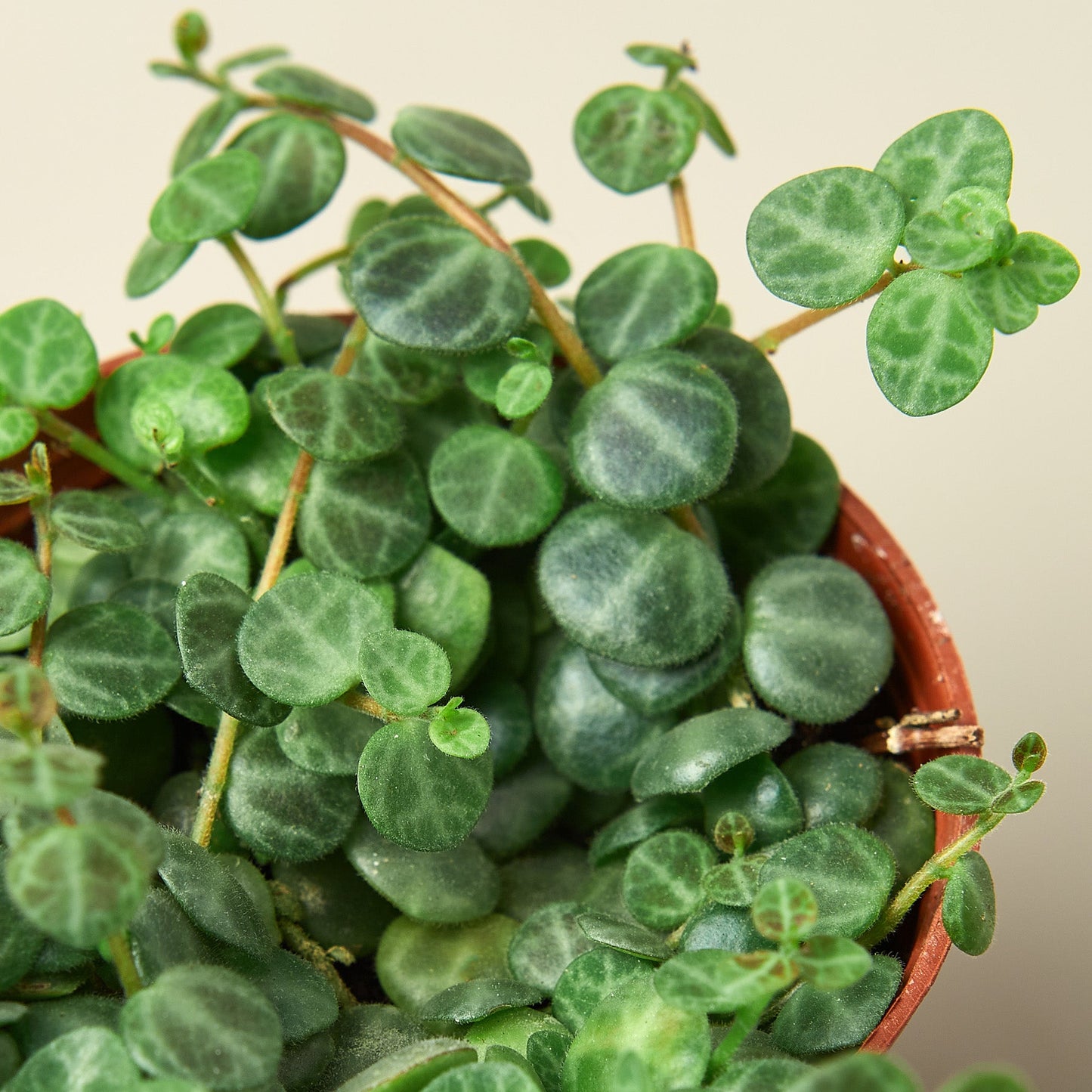 Peperomia Prostrata 'String of Turtles'