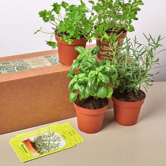 Herb Bundle - 4 Pack