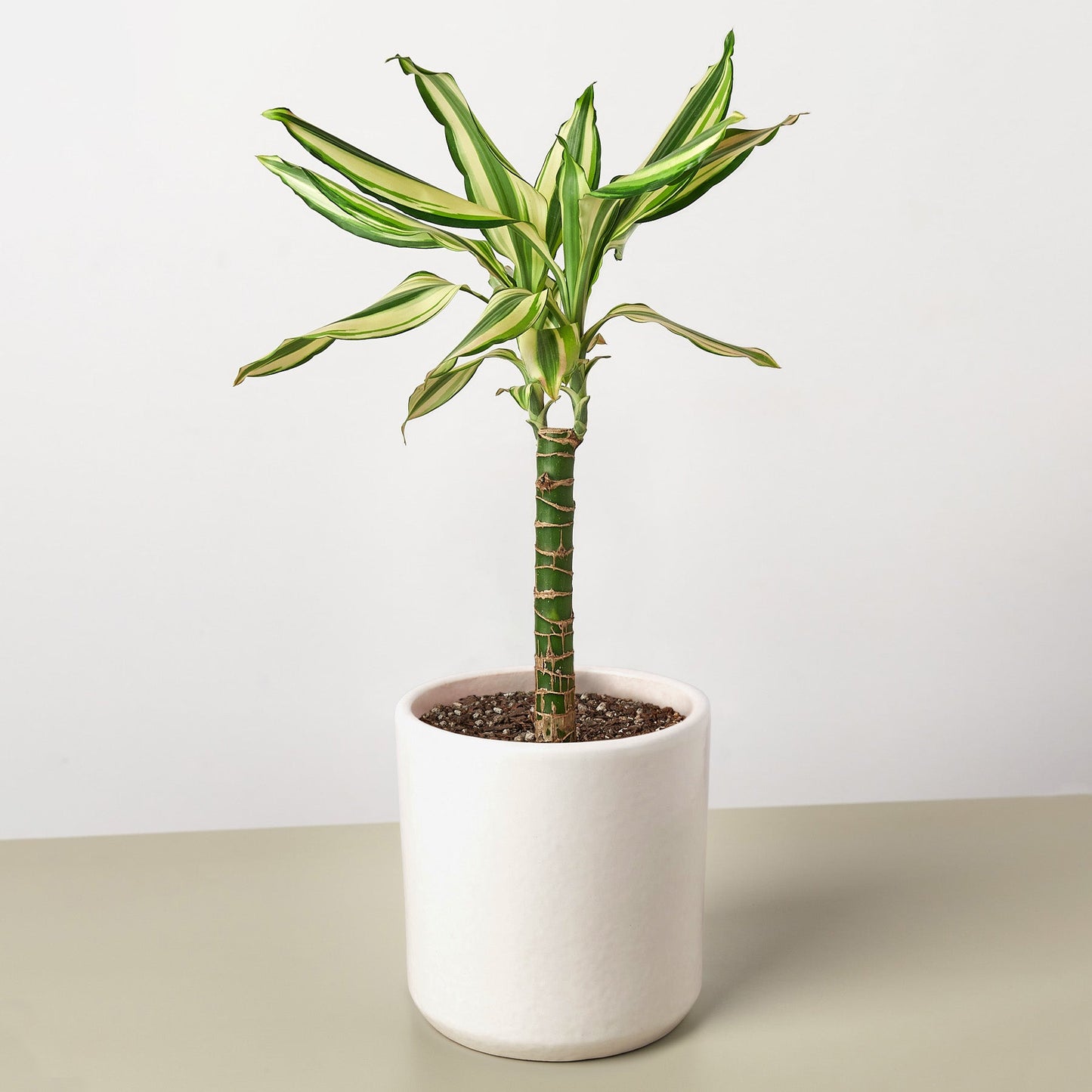 Dracaena 'Sted Sol Cane'