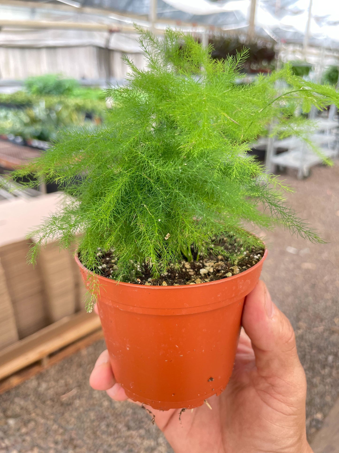 Fern 'Asparagus'